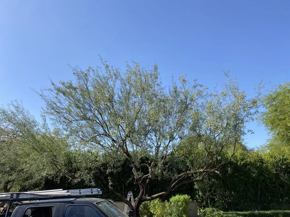 Expert landscape design experts serving Mesa, AZ - Greenest Landscaping