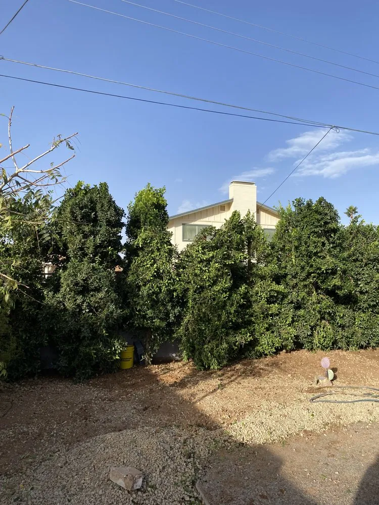 Affordable landscape design in Mesa, AZ by Greenest Landscaping