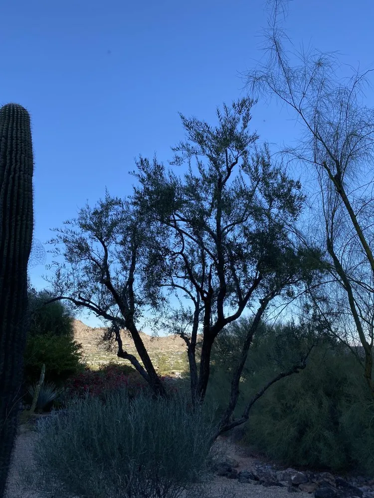 Custom landscape installation for year-round maintenance across Mesa, AZ - Greenest Landscaping