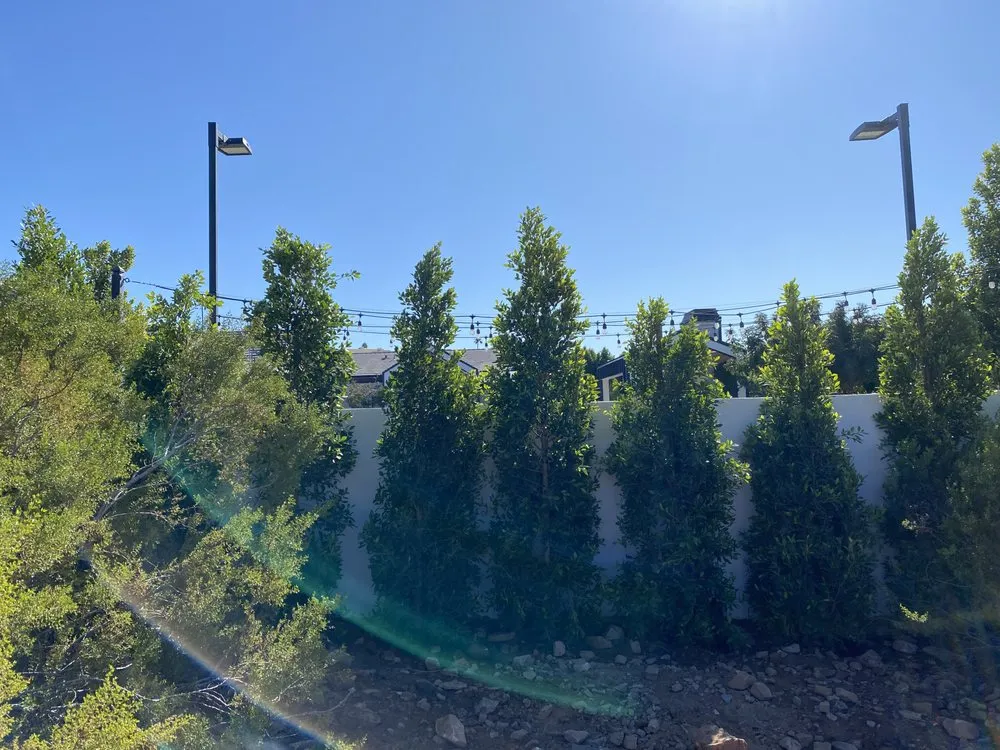 Custom yard cleanup service in Mesa, AZ - Greenest Landscaping