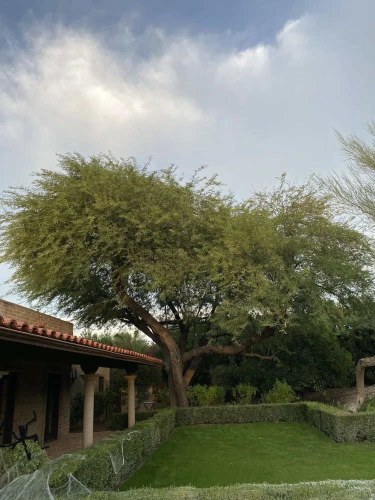 Custom landscape installation for outdoor upgrades across Mesa, AZ - Greenest Landscaping