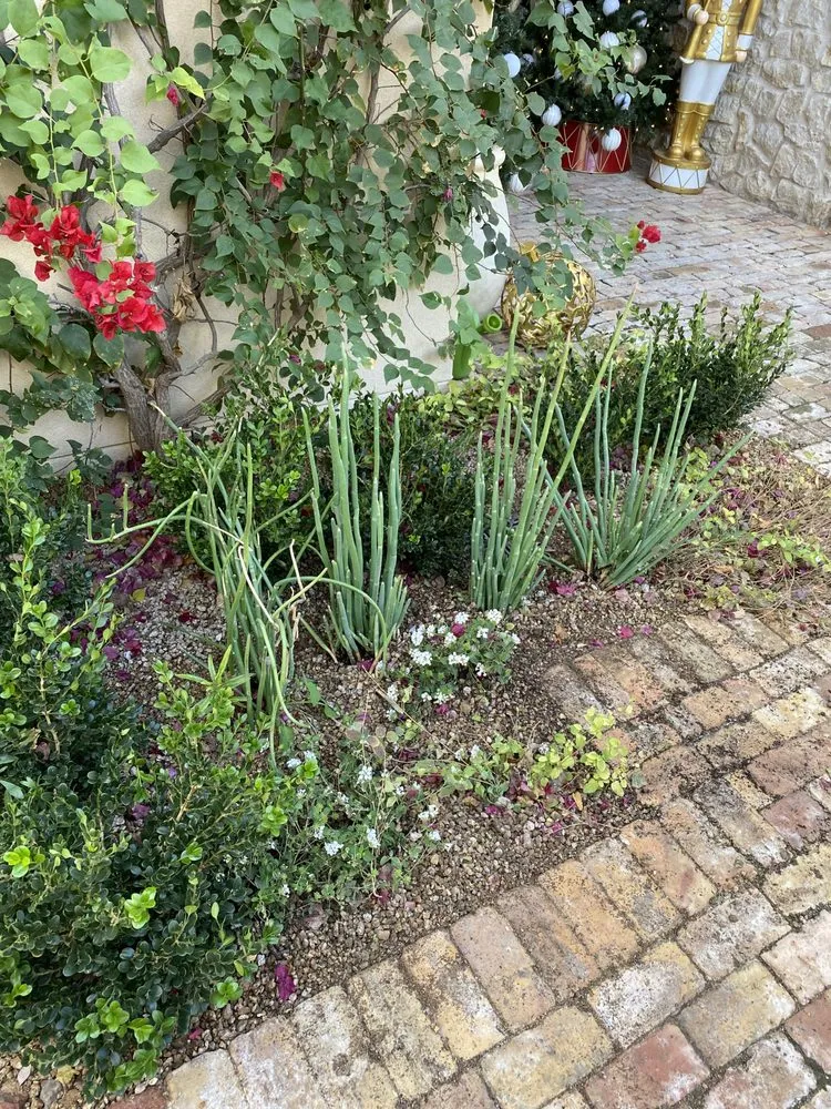 Trusted garden landscaping in Mesa, AZ by Greenest Landscaping