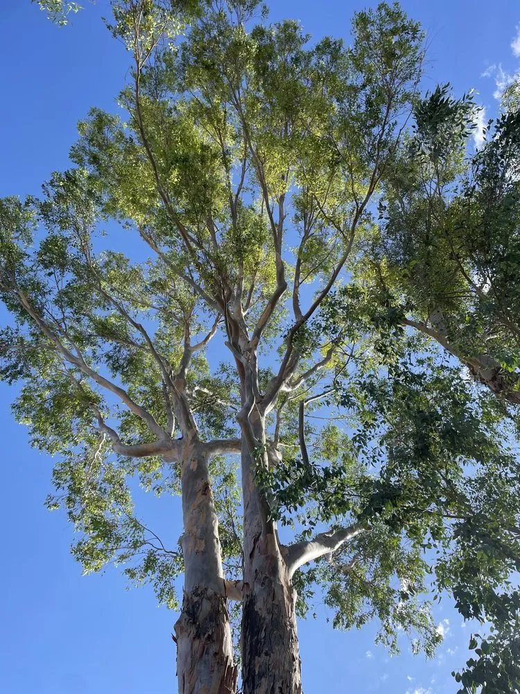 Trusted outdoor landscaping in Mesa, AZ - Greenest Landscaping