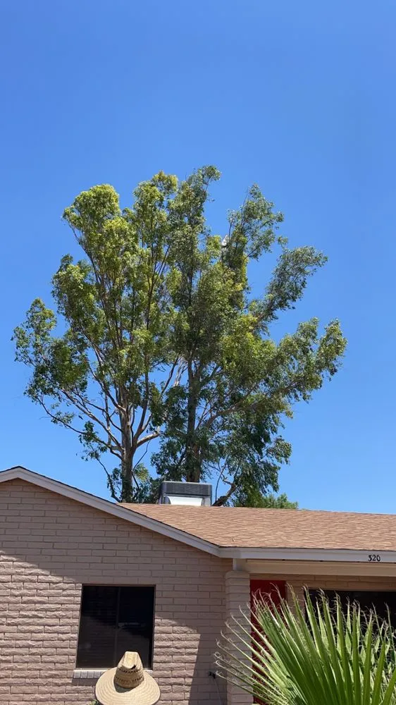 Affordable landscape design for outdoor upgrades across Mesa, AZ - Greenest Landscaping