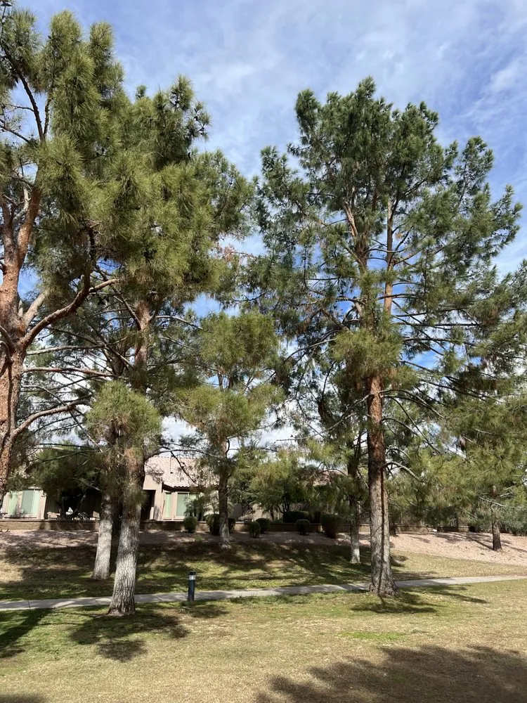 Local yard maintenance experts serving Mesa, AZ - Greenest Landscaping