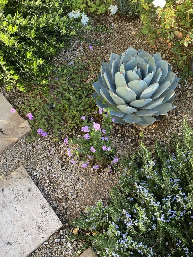 Affordable garden landscaping in Mesa, AZ by Greenest Landscaping