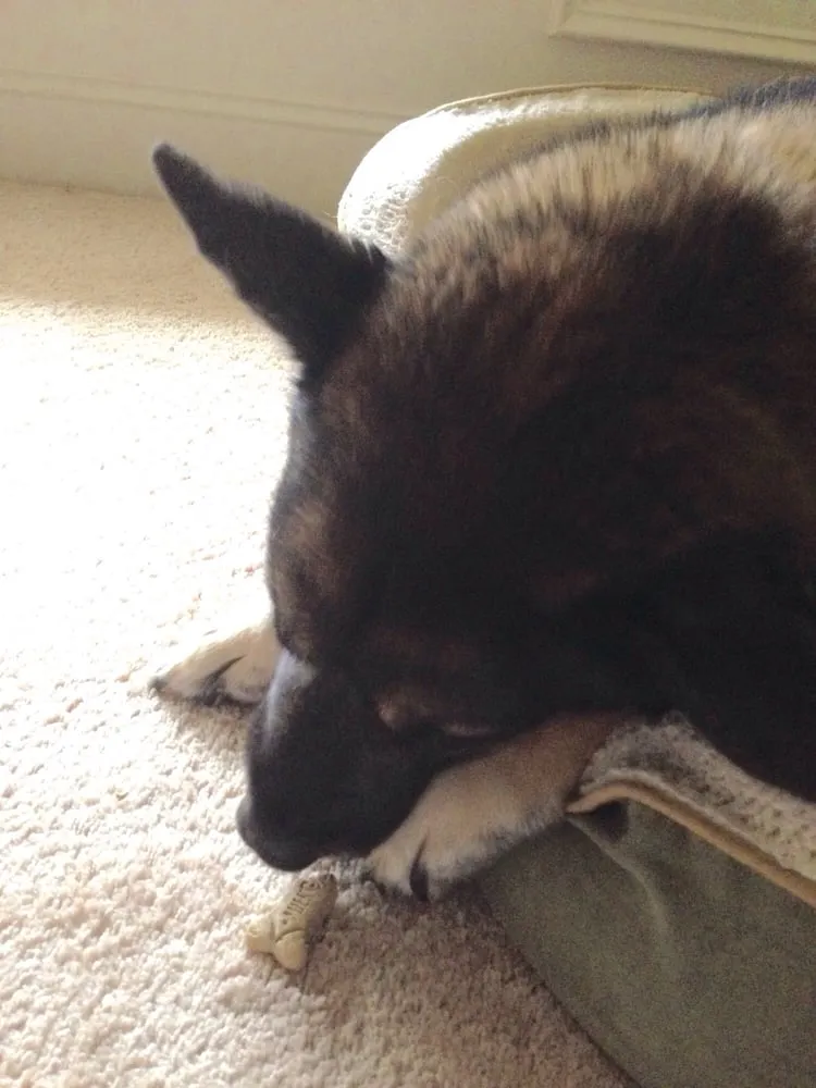 Top-rated yard maintenance for outdoor upgrades in Alpharetta, GA by Greenfeet Lawn Care