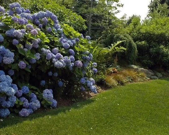 Expert yard maintenance for beautiful yards across East Hampton, NY - Greenfield Landscapers