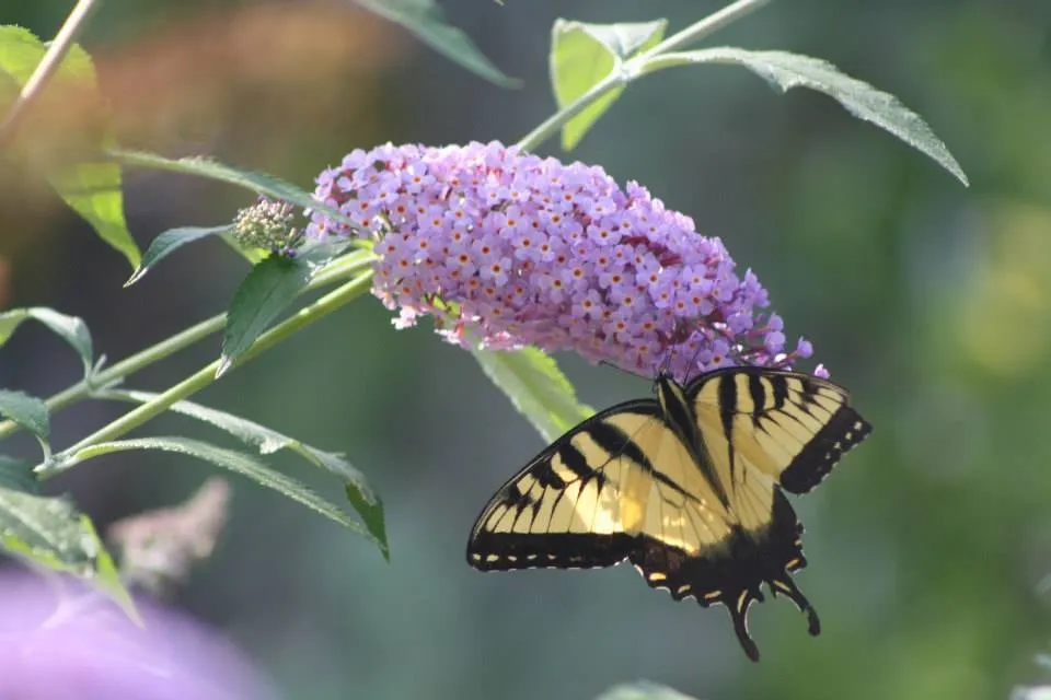 Professional outdoor landscaping experts serving Marmora, NJ - Greenfield Lawn Care