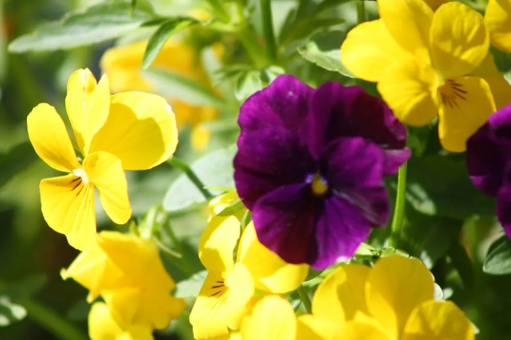 Custom garden landscaping for homes in Marmora, NJ by Greenfield Lawn Care