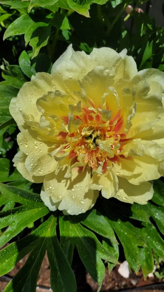 Trusted landscape installation for residential properties in Sumas, WA by Greenfields Landscaping