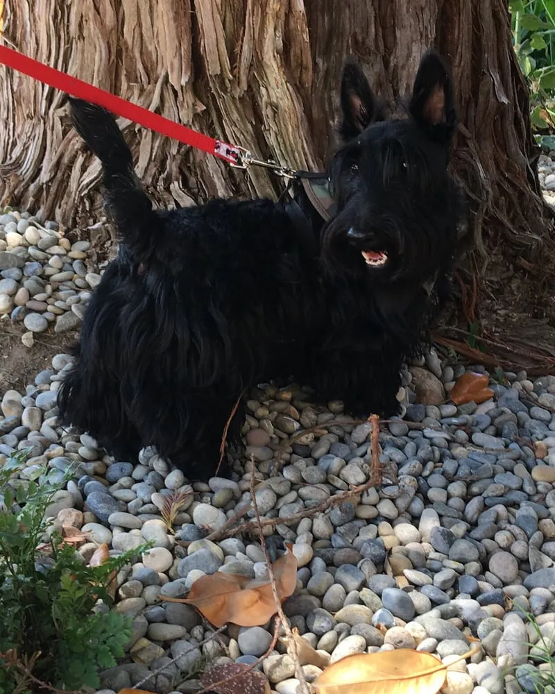 Top-rated landscaping services experts serving Greenfield, CA - GreenfieldsTurf