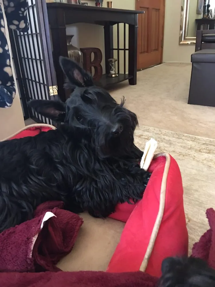 Affordable garden landscaping in Greenfield, CA by GreenfieldsTurf