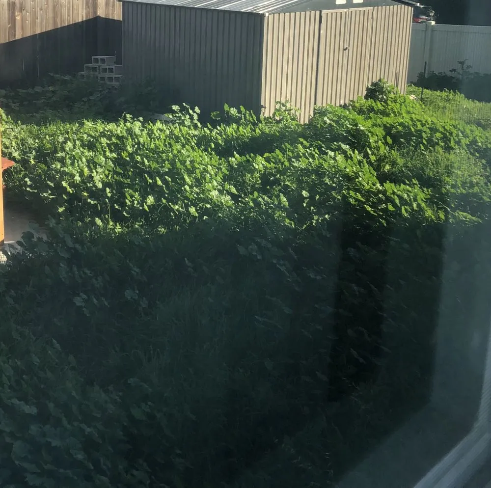 Affordable residential landscaping near you in Chula Vista, CA by GreenFlex Landscaping