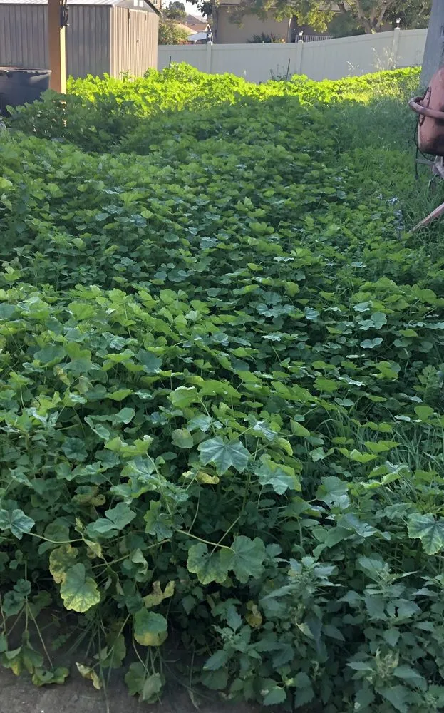 Top-rated garden landscaping in Chula Vista, CA - GreenFlex Landscaping