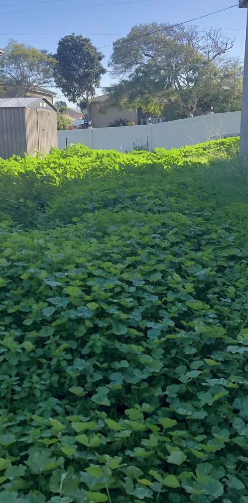 Reliable lawn care service for homes across Chula Vista, CA - GreenFlex Landscaping