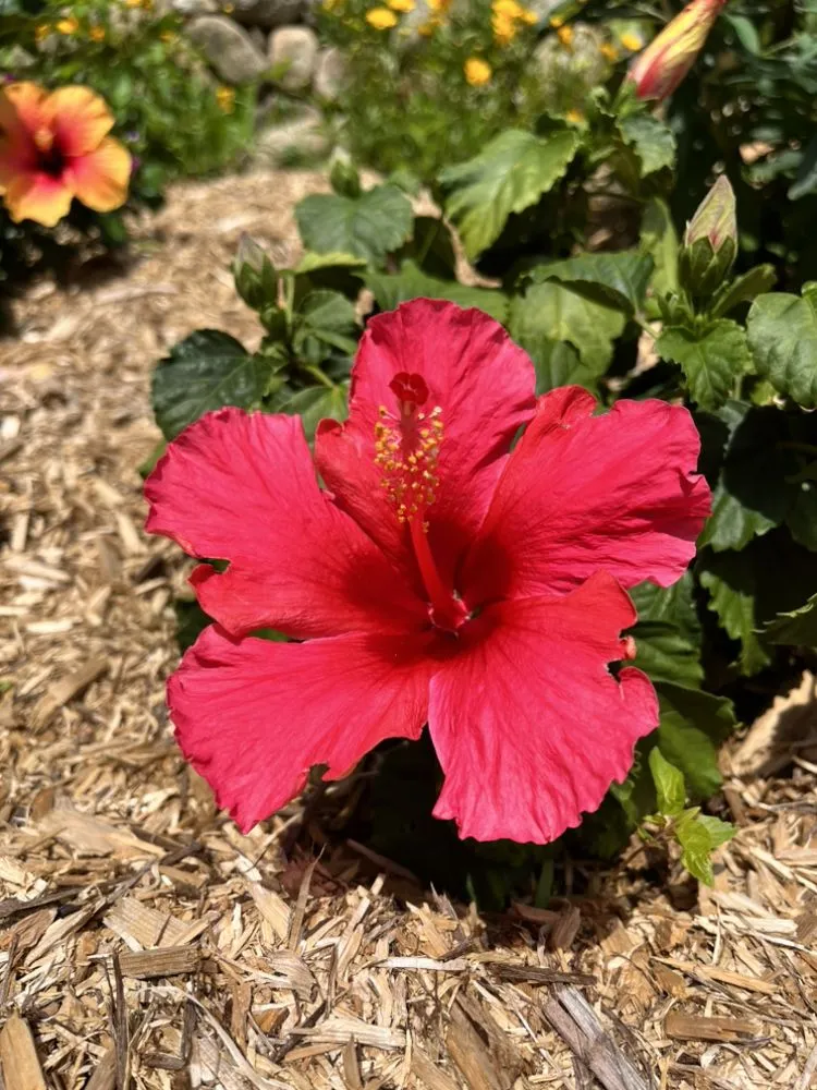 Trusted residential landscaping in Midland Park, NJ - GreenGo Landscaping