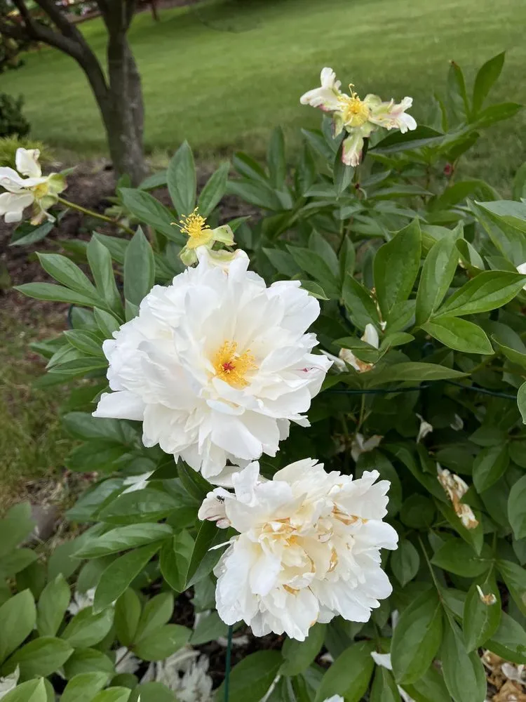 Reliable landscape design for residential properties in Midland Park, NJ by GreenGo Landscaping