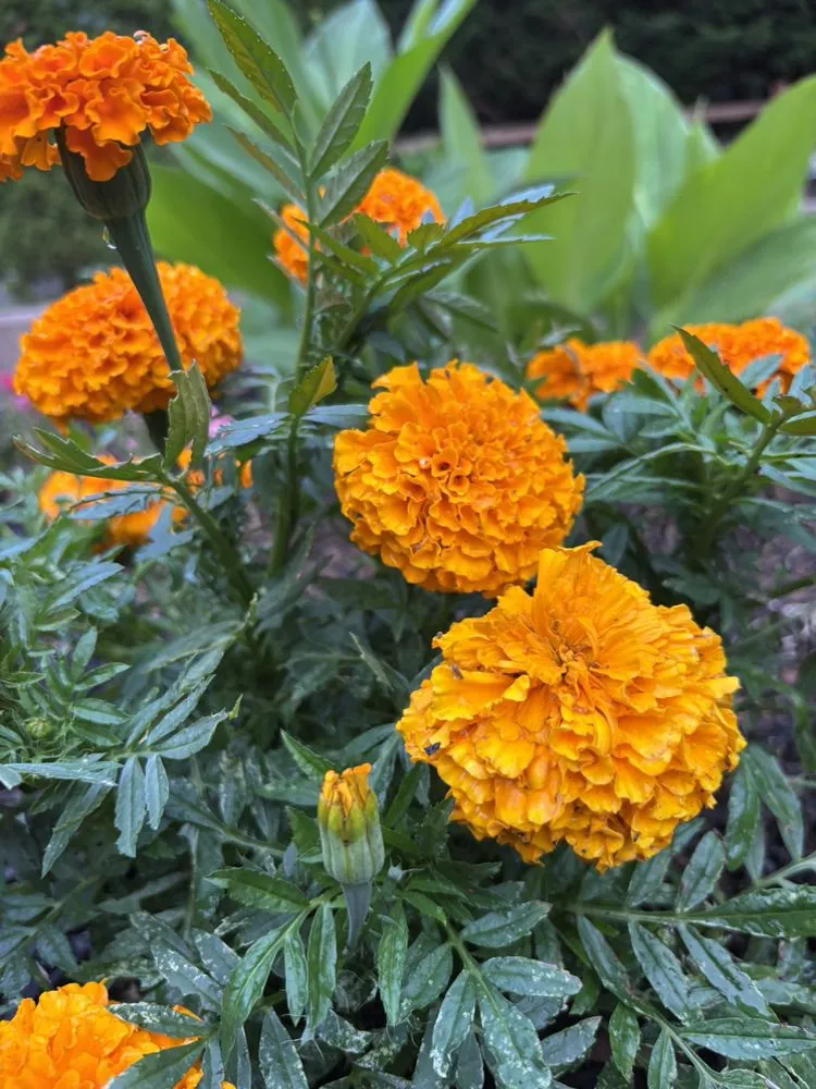 Expert garden landscaping for year-round maintenance across Midland Park, NJ - GreenGo Landscaping