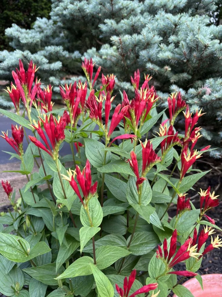 Affordable landscaping services experts serving Midland Park, NJ - GreenGo Landscaping