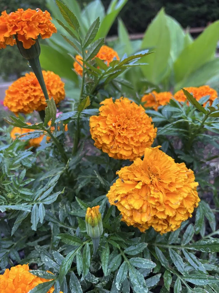 Reliable residential landscaping experts serving Midland Park, NJ - GreenGo Landscaping