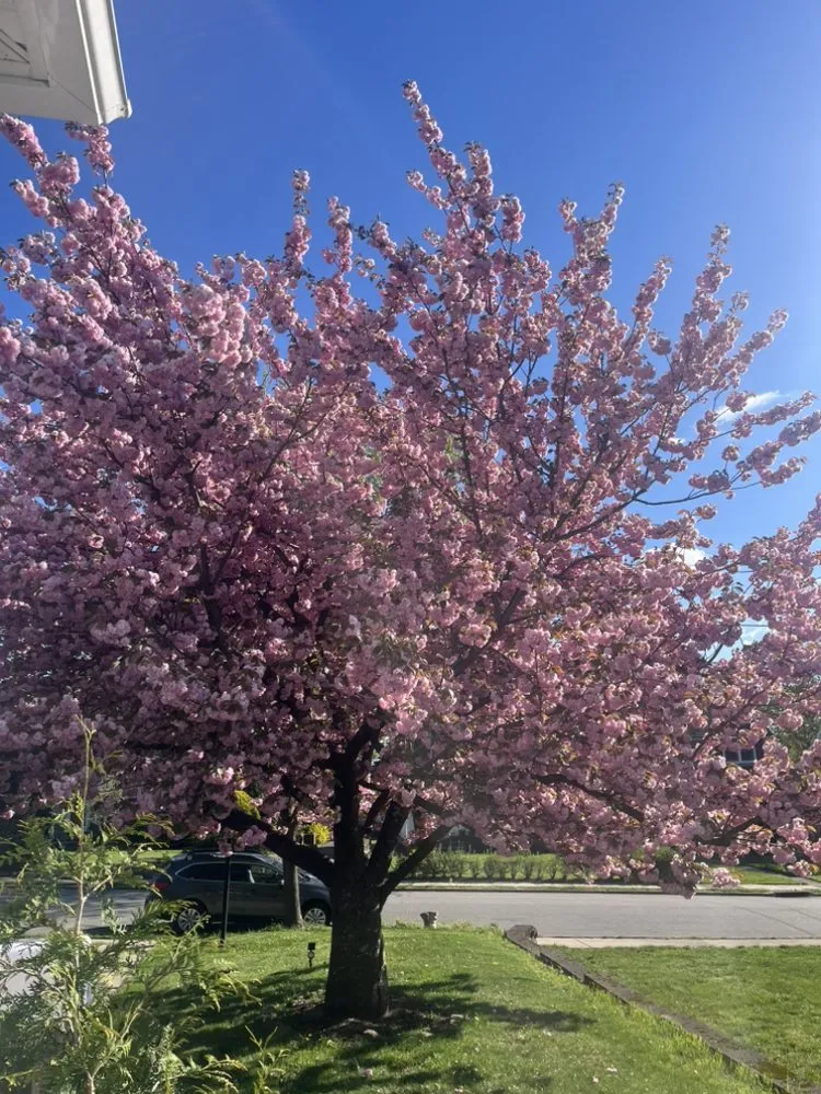 Professional residential landscaping with custom design in Midland Park, NJ by GreenGo Landscaping