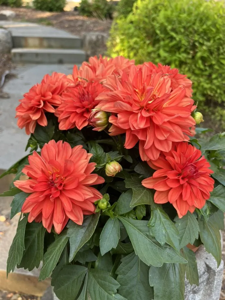 Expert residential landscaping experts serving Midland Park, NJ - GreenGo Landscaping