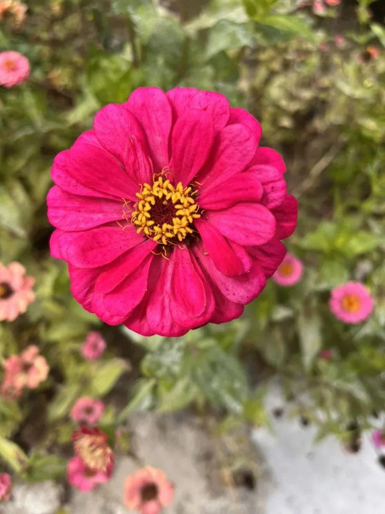 Reliable yard cleanup service near you in Midland Park, NJ by GreenGo Landscaping