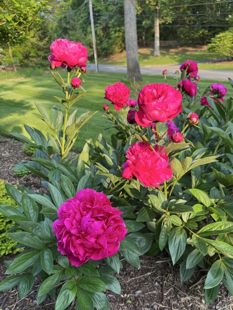 Local landscape installation for year-round maintenance in Midland Park, NJ by GreenGo Landscaping