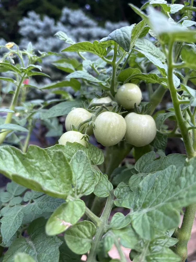 Expert lawn care service experts serving Midland Park, NJ - GreenGo Landscaping