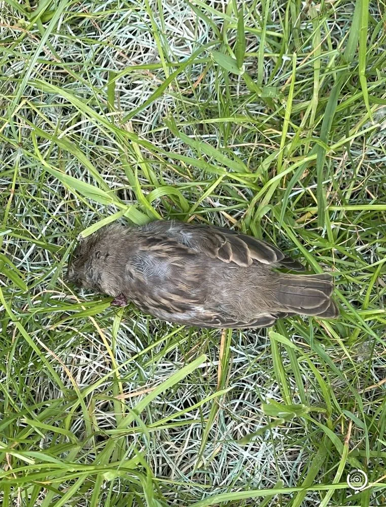 Affordable residential landscaping for residential properties in Crest Hill, IL by Greengold Landscaping