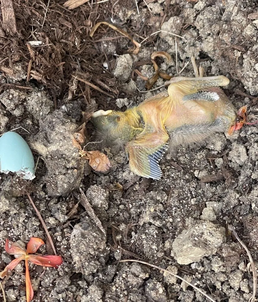 Affordable outdoor landscaping for year-round maintenance in Crest Hill, IL by Greengold Landscaping