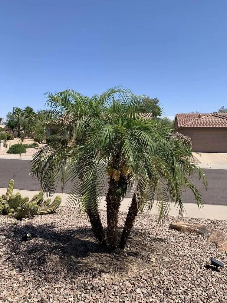 Reliable lawn mowing service in Surprise, AZ by Greengos Landscaping