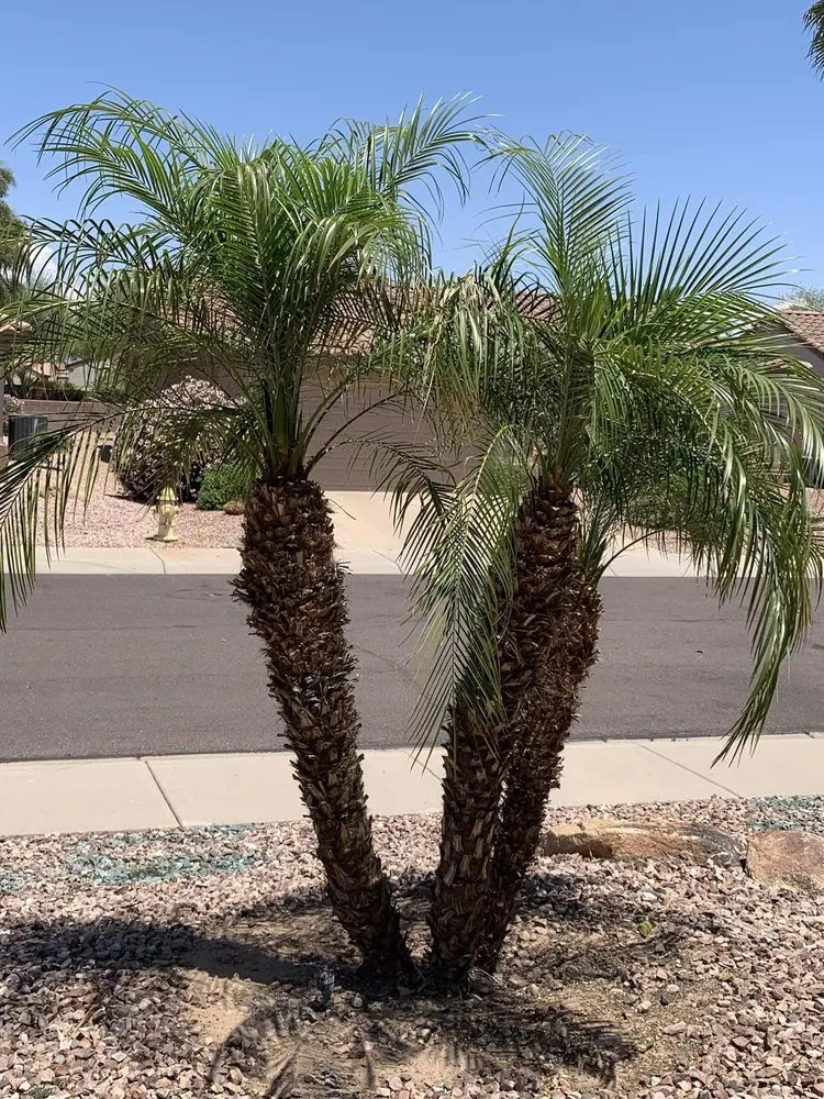 Professional landscaping services near you in Surprise, AZ by Greengos Landscaping