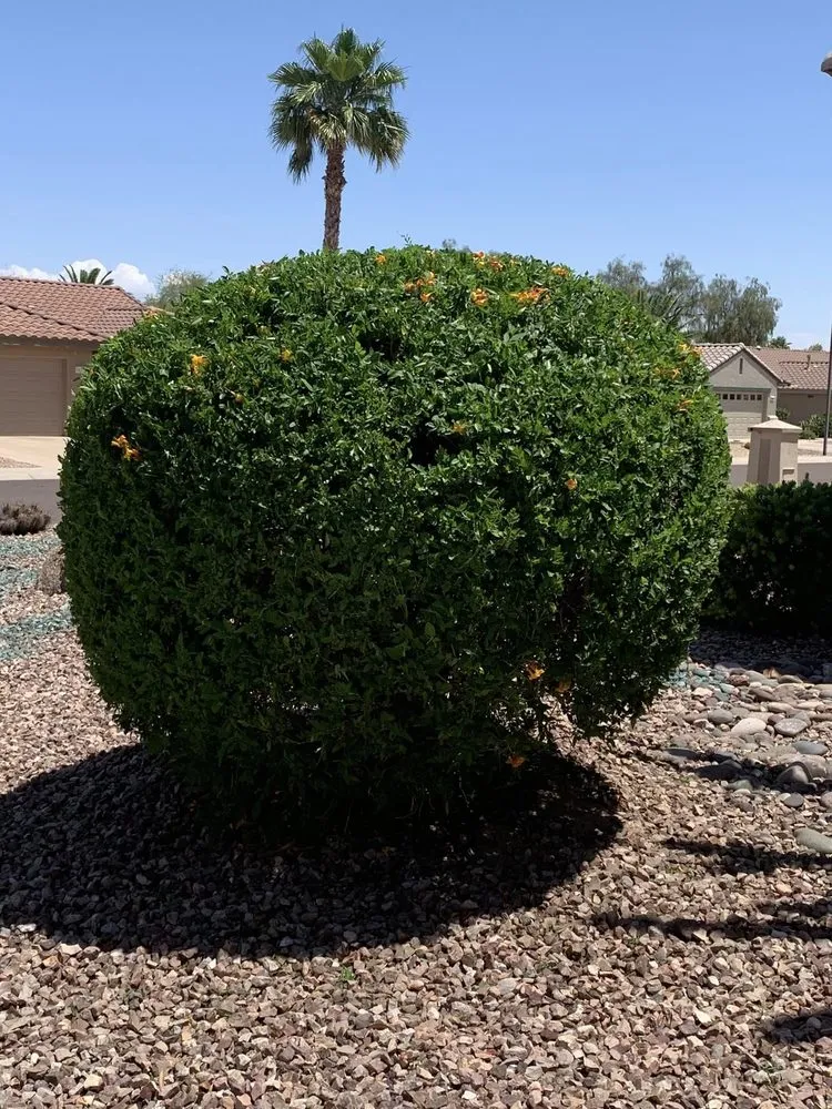 Top-rated yard maintenance for homes across Surprise, AZ - Greengos Landscaping