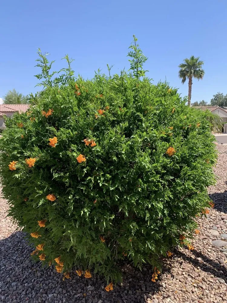 Reliable residential landscaping for residential properties across Surprise, AZ - Greengos Landscaping