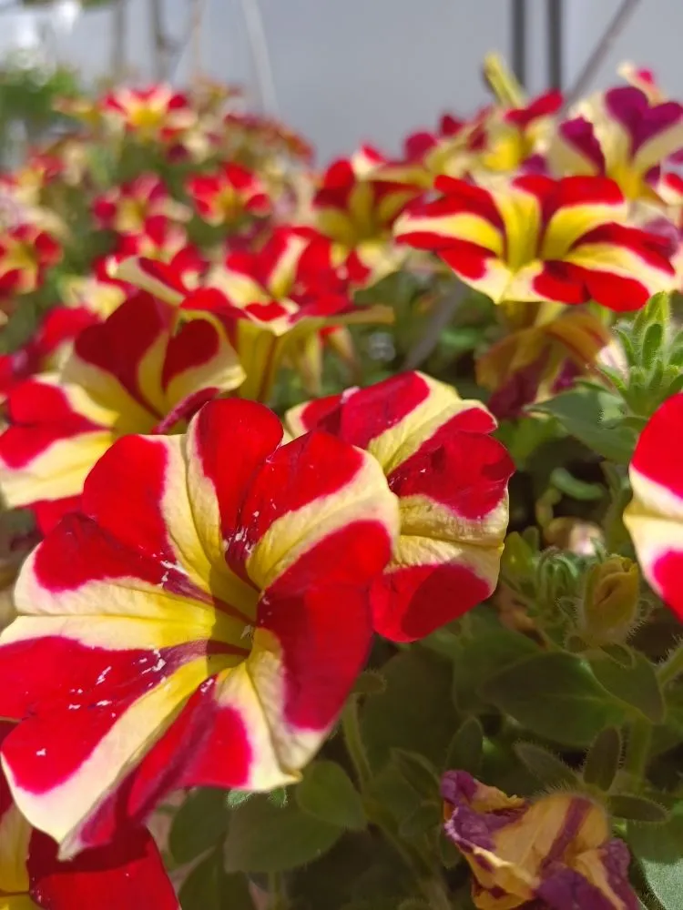 Professional lawn care service for outdoor upgrades in Clermont, FL by Greengrass landscaping