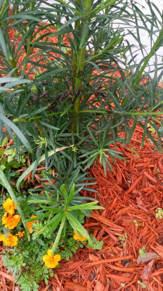 Top-rated landscape installation experts serving Clermont, FL - Greengrass landscaping