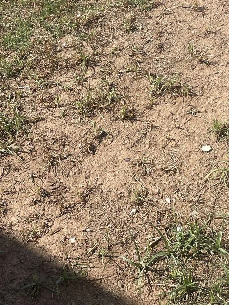 Professional lawn mowing service in Phoenix, AZ - GreenGuard