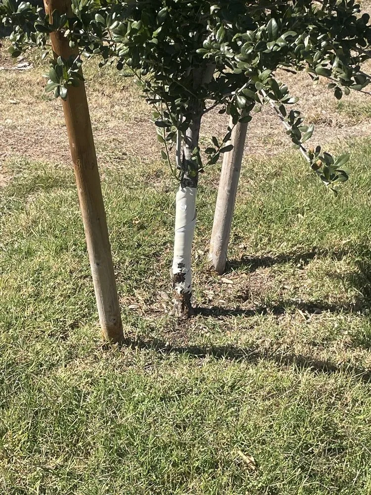 Local landscape design with custom design across Phoenix, AZ - GreenGuard