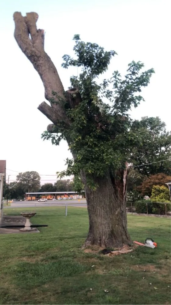 Top-rated garden landscaping for year-round maintenance across Highland, IL - GreenGuys Landscaping