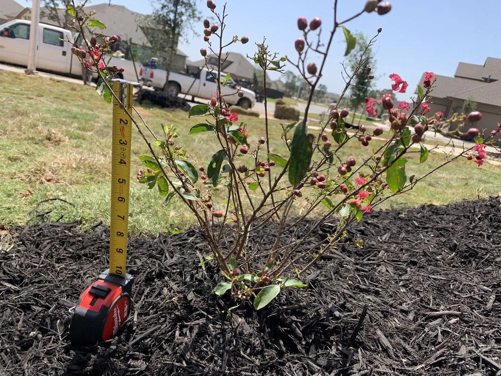 Reliable lawn mowing service in New Braunfels, TX by Greenhaven Landscape & Irrigation