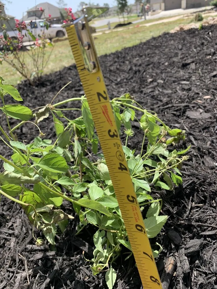 Expert yard cleanup service experts serving New Braunfels, TX - Greenhaven Landscape & Irrigation