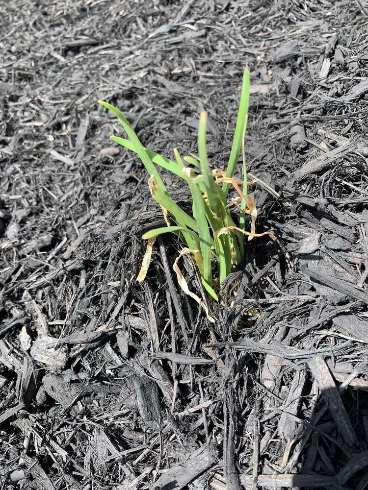 Top-rated landscape design experts serving New Braunfels, TX - Greenhaven Landscape & Irrigation