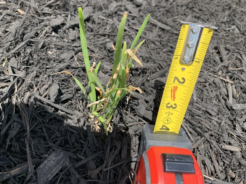 Local landscaping services in New Braunfels, TX - Greenhaven Landscape & Irrigation