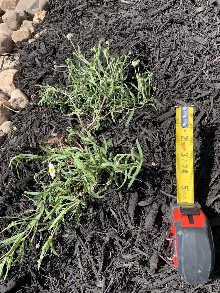 Top-rated yard cleanup service for homes across New Braunfels, TX - Greenhaven Landscape & Irrigation