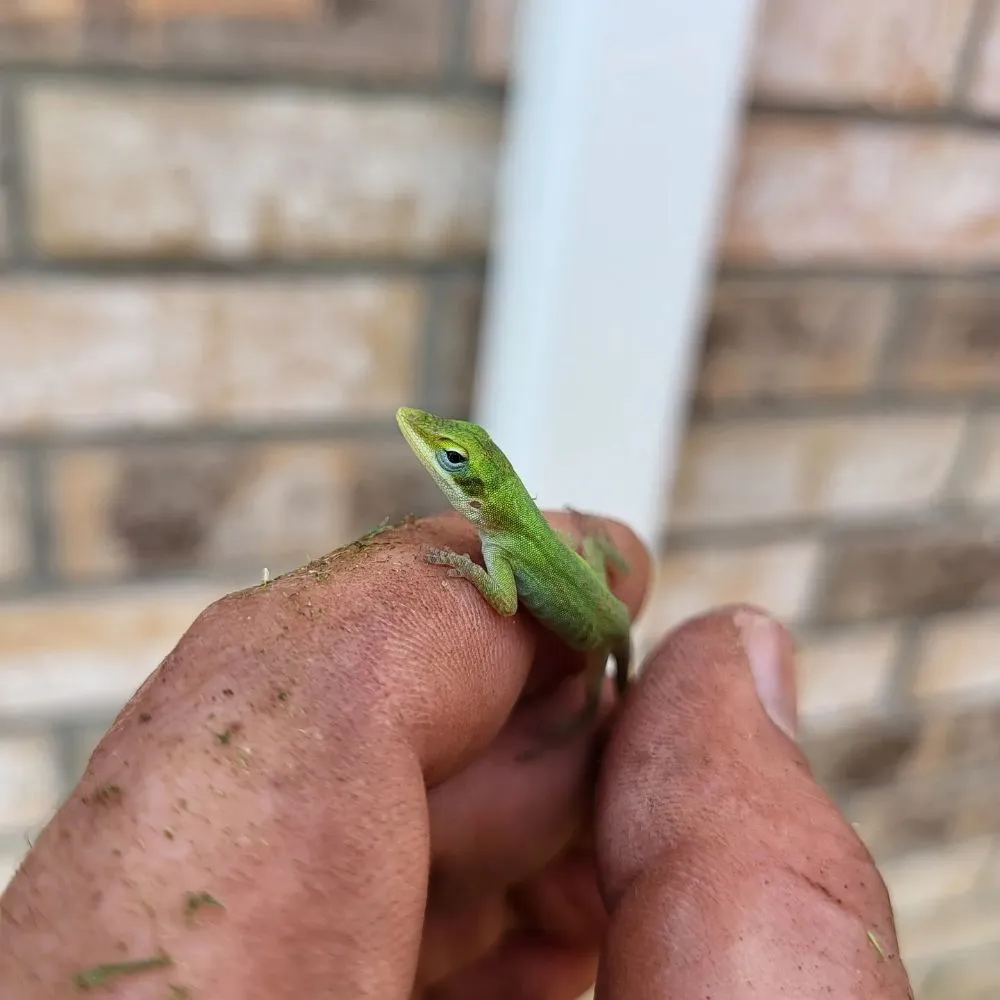 Custom landscape design in Arlington, TX by GreenHound Landscaping