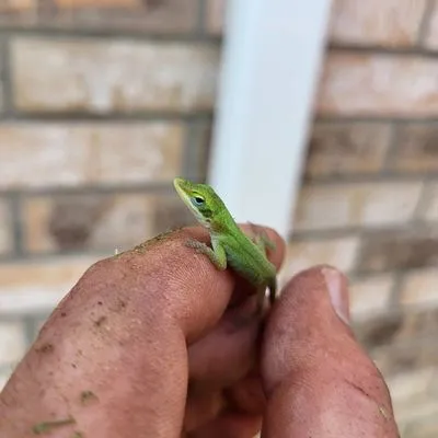 GreenHound Landscaping Logo