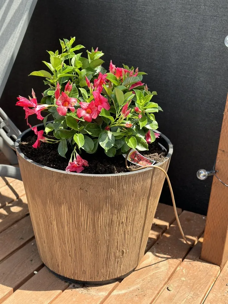 Professional lawn mowing service in Carson City, NV by Greenhouse Garden Center & Gifts