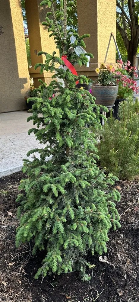 Expert lawn care service in Carson City, NV - Greenhouse Garden Center & Gifts